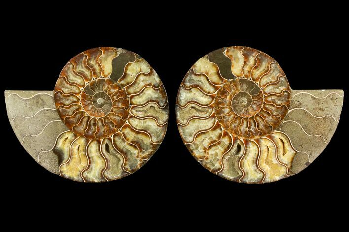 Agatized Ammonite Fossil - Madagascar #145223